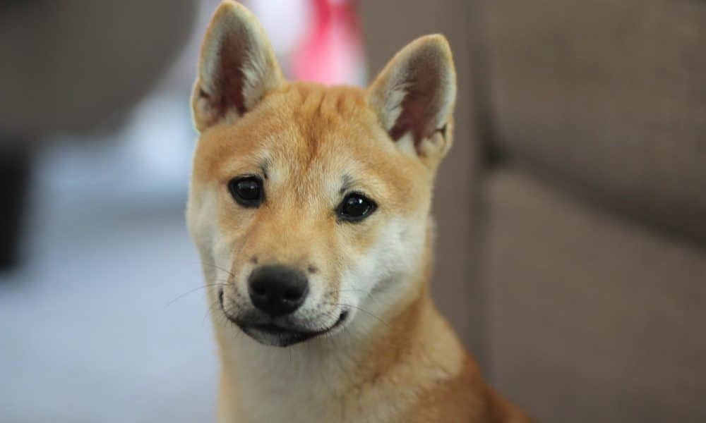 Dog 2522812 1280 1000x600.jpg