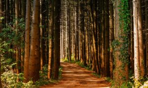 Ecosystem 1000x600.jpg