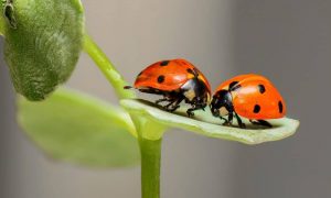 Ladybugs 1593406 1280 1000x600.jpg
