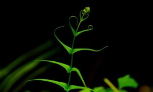 Ramakrishnan nataraj s6lqfz8wvf8 unsplash 1000x600.jpg