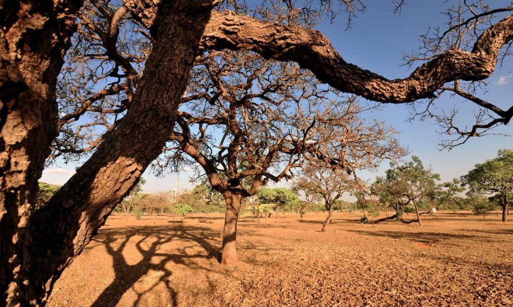 Seca cerrado170920112013 0.jpg