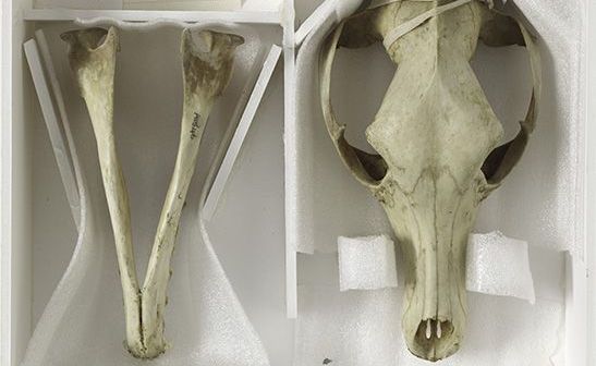 A1546.f.recto thylacine web e1670269449748.jpg