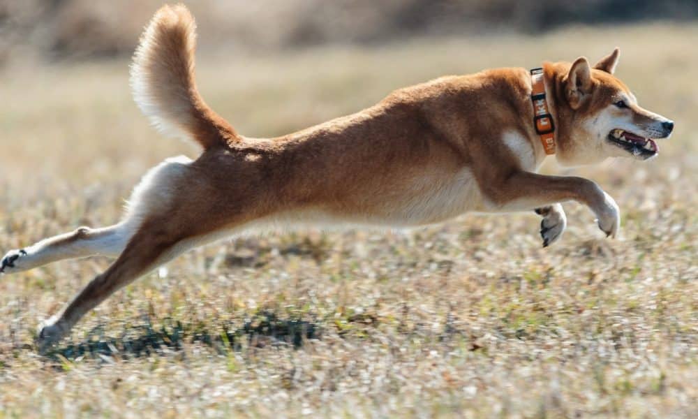 Pp 3 doge cover 1000x600.jpg