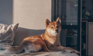 Shiba inu 1000x600.jpg