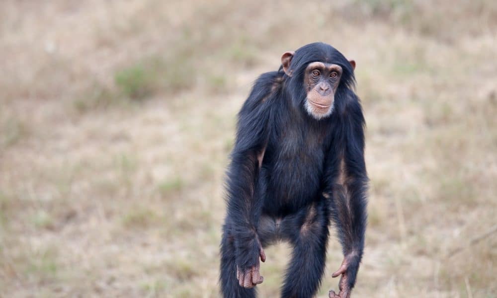 Ape 1 1000x600.jpg