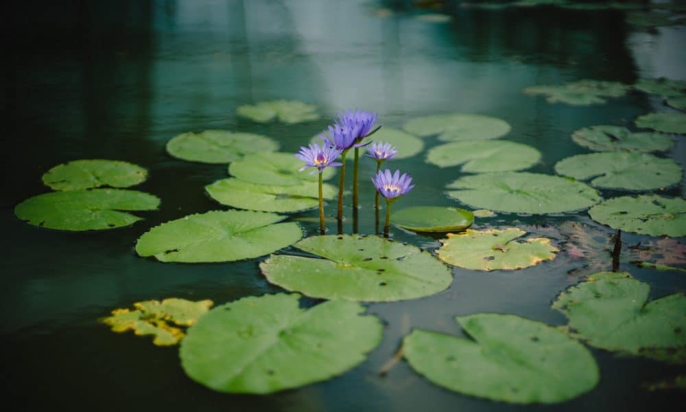 Bady abbas xakpn7aegjm unsplash 1000x600.jpg