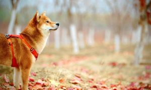 Jaycee xie tcbyxvrirno unsplash 2 1000x600.jpg