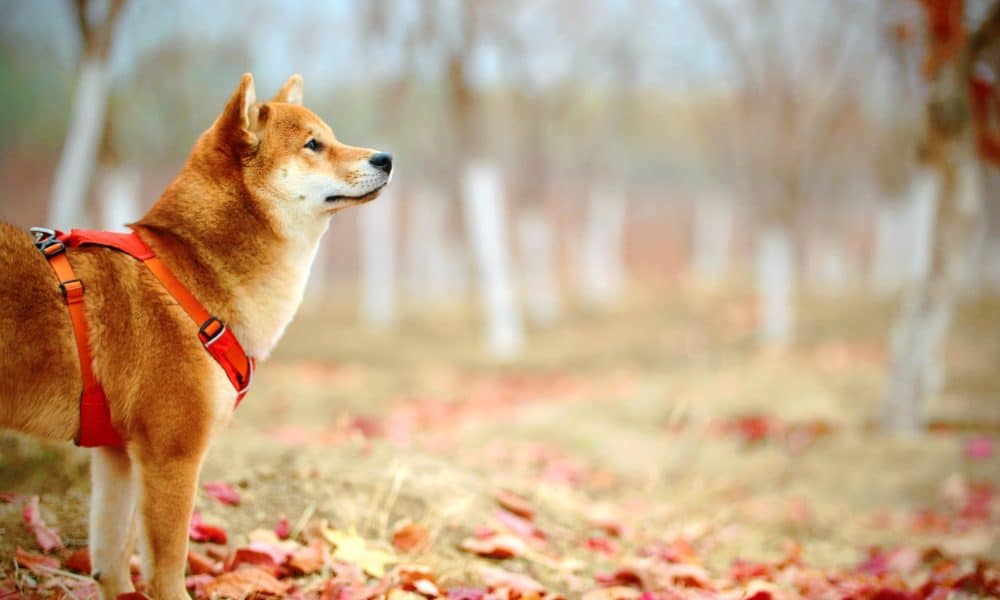Jaycee xie tcbyxvrirno unsplash 2 1000x600.jpg