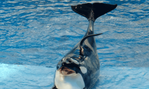 Po 2022 12 09t090101.289 1000x600.png