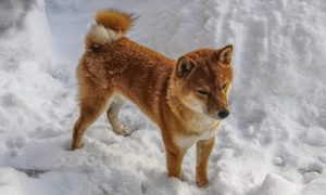 Shiba 2928030 1920 1000x600.jpg