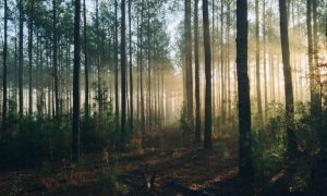 Steven kamenar mmjx78v7xs8 unsplash 1000x600.jpg