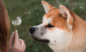 Dipayan shib 1000x600.jpg