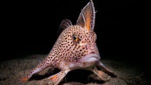 230209142613 spotted handfish nicolas remy.jpg