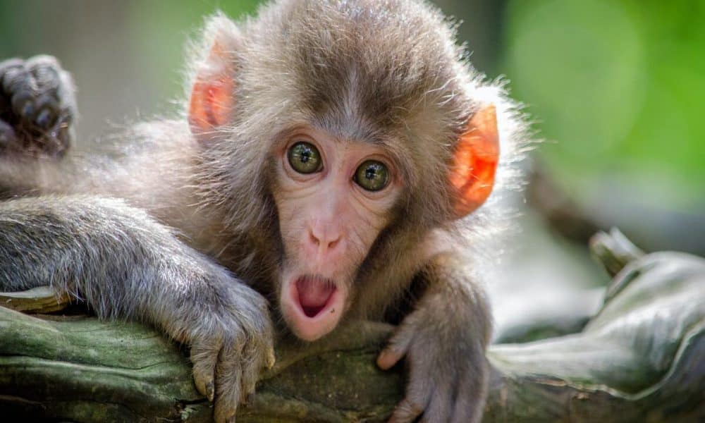 Ape 1 1000x600.jpg