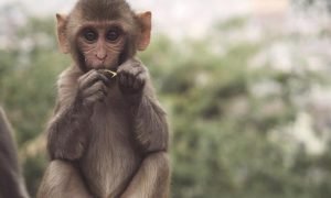 Ape 2 1000x600.jpg