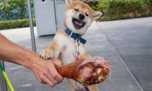 Shib 1 1000x600.jpg