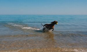 Fetch wale 1000x600.jpg