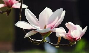 Magnolia gec6ab2617 1280 1000x600.jpg