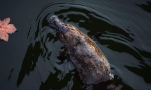 Meg jerrard vv019m clpy unsplash 1000x600.jpg