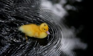 Ripple nath 1000x600.jpg