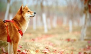 Shib 2 1000x600.jpg