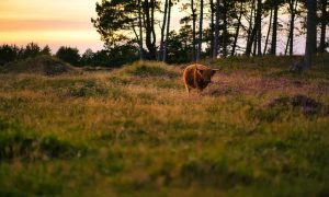Animal g0e0862113 1280 1000x600.jpg