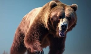 Bear image 1000x600.jpg