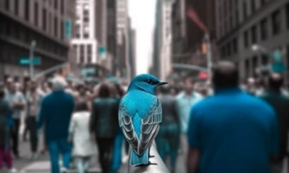 Bluebird 1 1000x600.jpg