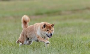 Dog 5831807 1920 1000x600.jpg