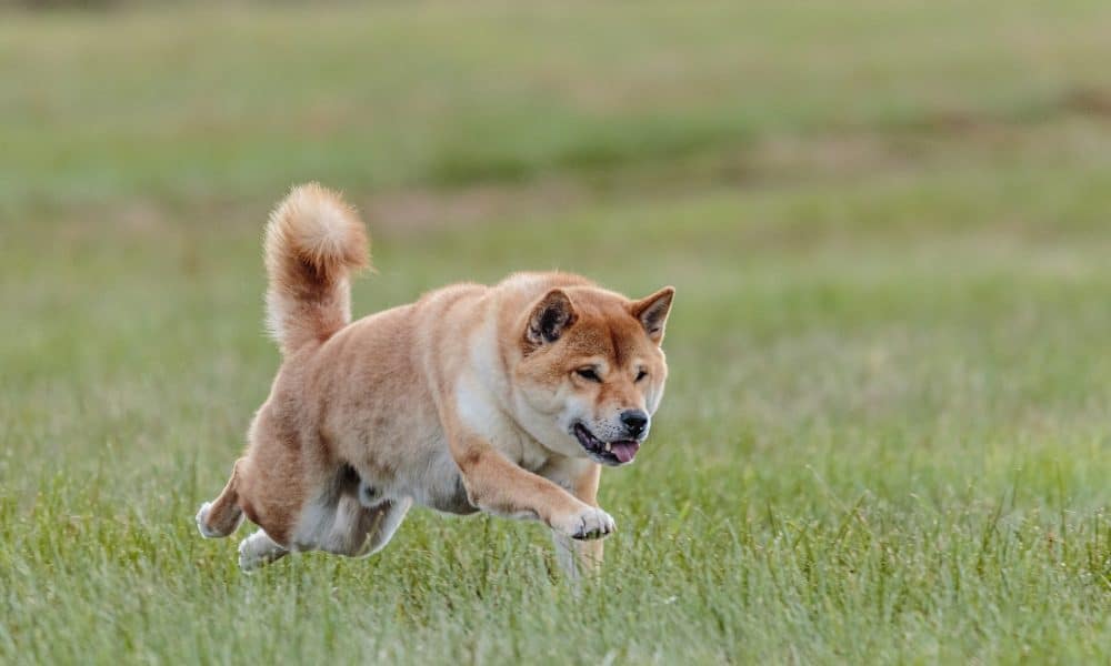 Dog 5831807 1920 1000x600.jpg