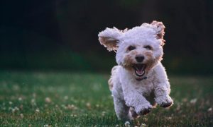 Joe caione qo pif84vxg unsplash 1000x600.jpg