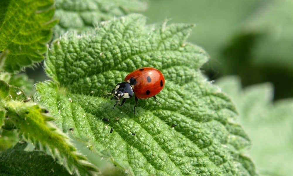 ladybug-349456_1280-1000x600.jpg