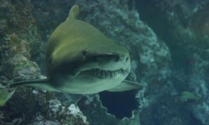 Shark 426566 1920 1000x600.jpg