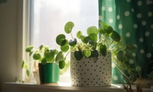 Ambcrypto picture a vibrant green plant flourishing in a white 608c2177 ba07 4c55 b6d1 09a0ae9f5b8d 1000x600.jpg