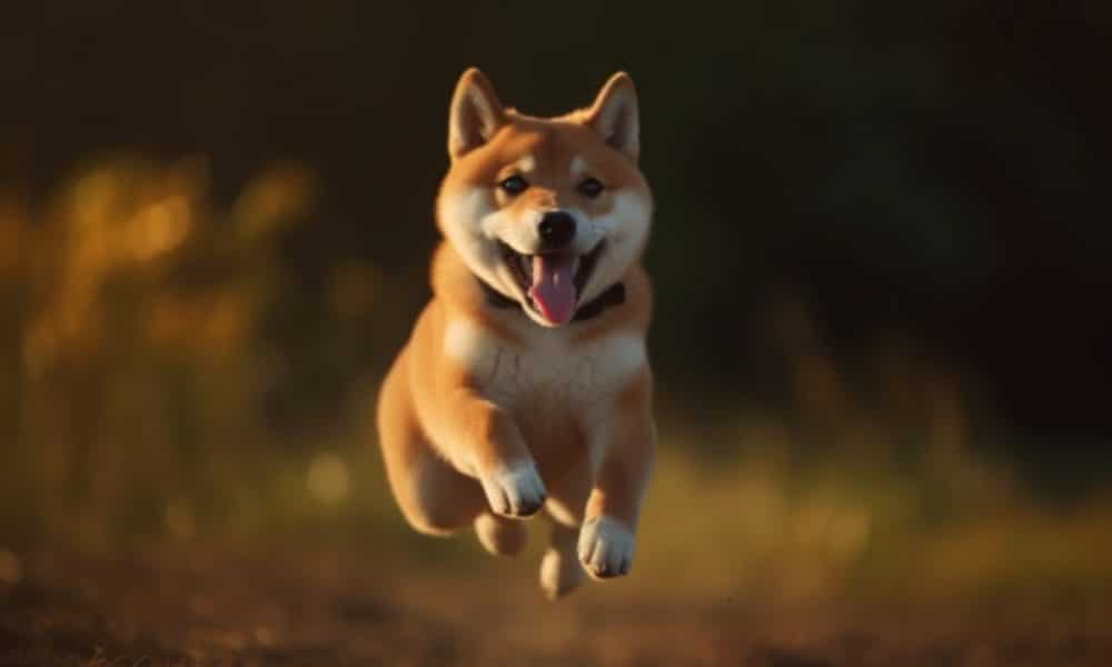 Ambcrypto an image of a happy shiba inu puppy jumping ultra rea 17b91f93 7254 4bee a7e1 665e6bf1f640 1000x600.jpg