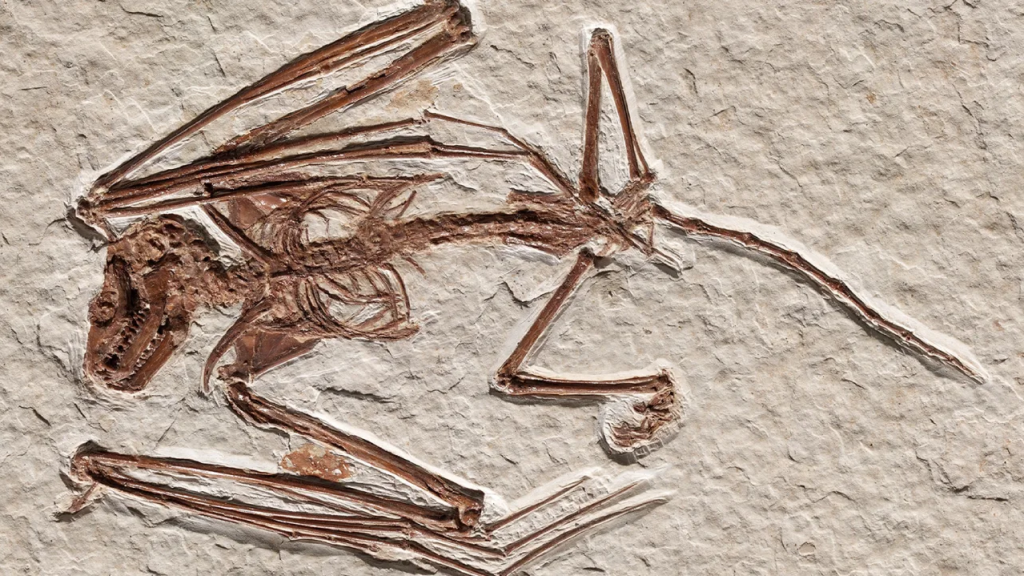Fossil1.png
