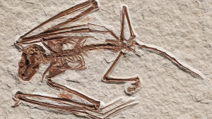 Fossil1.png