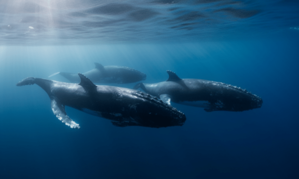 AMBCrypto_A_group_of_whales_travelling_together_in_the_ocean._488bee1e-6a8d-4d69-b07a-dc6cec3f5db1_1200x900-1000x600.png