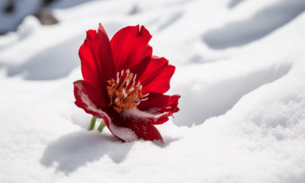 Ambcrypto a red flower emerging on snow after an avalanche. e5877117 3b5c 46b5 9d4b 4d980002d6b8 1200x900 1000x600.png