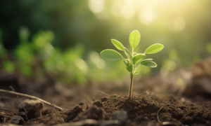 Ambcrypto an image of a growing plant taken at ground level the 5b67c9d8 8096 4a20 a5f4 e397ca6858c5 1200x900 1000x600.png