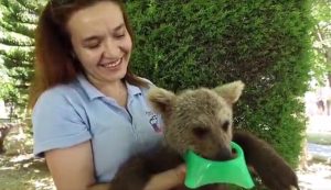 Urso filhote.jpg