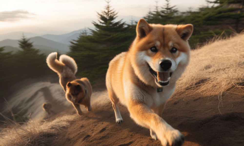 Image 1200x900 27 1000x600.png
