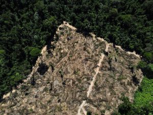 2023 07 06t212219z 1 lynxmpej650ue rtroptp 4 global pandemics bats spread.jpg