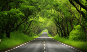 Ambcrypto an image depicting a beautiful road covered by green 3496f5ba cf55 4d28 9014 2957f91a6706 1200x900 1000x600.png
