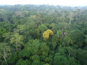 Arvore se destaca na floresta amazonica.jpg