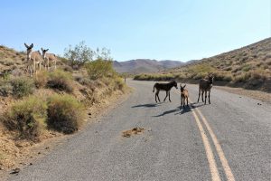 Burros on road nps photo by mitch gage 960.jpg