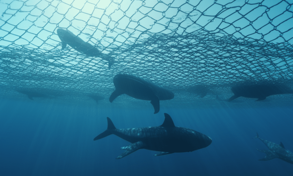 Ambcrypto whales swimming around chainlink b0d21e5a 247e 4978 865a b291c5084b56 1000x600.png