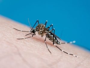 Aedes Aegypti Getty.jpg