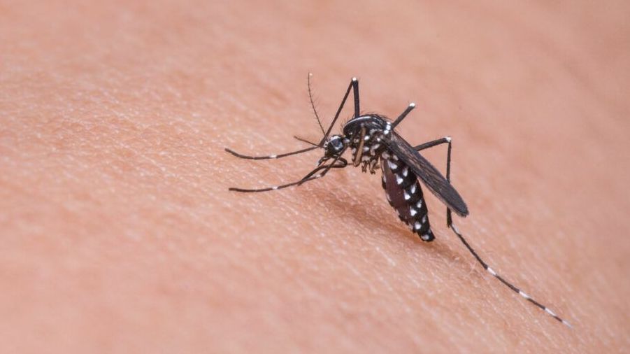 Mosquito Dengue Aedes E1706814896221.jpeg