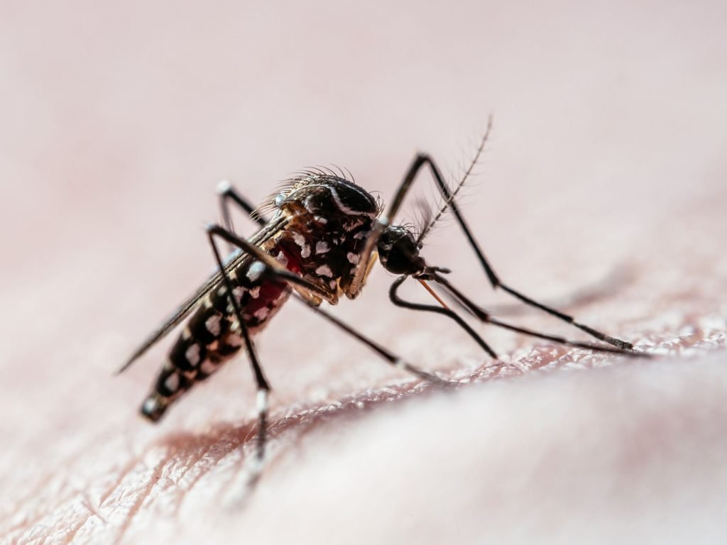 Aedes Aegypti.jpg